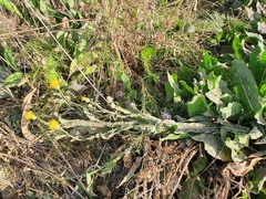 Centaurea chartolepis