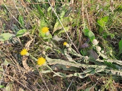 Centaurea chartolepis