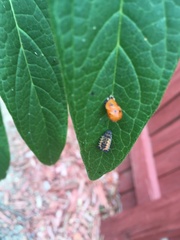 Harmonia axyridis