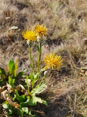 Centaurea chartolepis