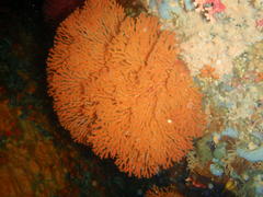 Melithaea rubra