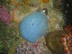 Bunodactis reynaudi