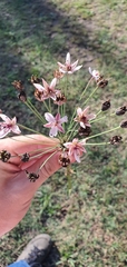 Butomus umbellatus