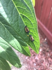 Harmonia axyridis