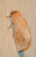 Arcyophora longivalvis