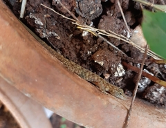 Cnemaspis mysoriensis