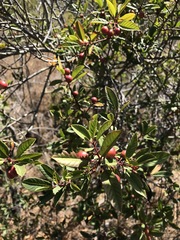 Frangula californica californica