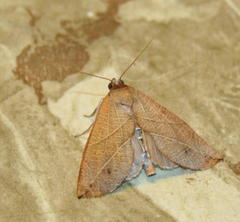 Arcyophora longivalvis