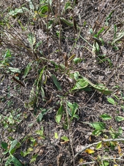 Plantago urvillei