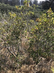 Frangula californica californica