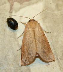 Arcyophora longivalvis