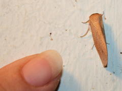 Arcyophora longivalvis