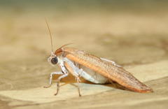 Arcyophora longivalvis