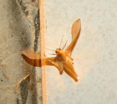 Arcyophora longivalvis