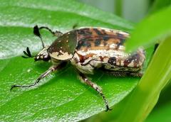 Elaphinis delagoensis