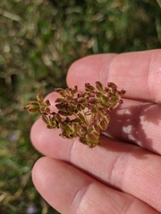 Peucedanum alsaticum