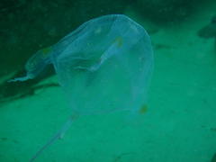 Carybdea murrayana