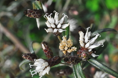 Lepidaploa balansae