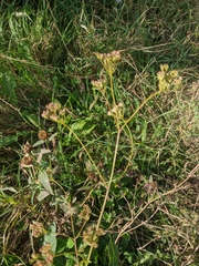 Peucedanum alsaticum