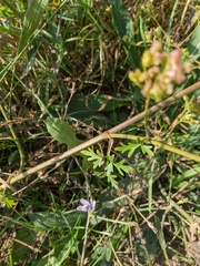 Peucedanum alsaticum