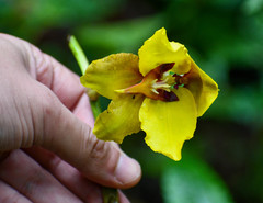 Cyrtochilum macranthum