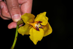 Cyrtochilum macranthum