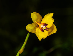 Cyrtochilum macranthum