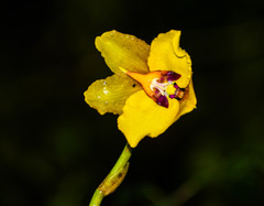 Cyrtochilum macranthum