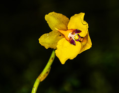 Cyrtochilum macranthum