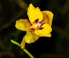 Cyrtochilum macranthum