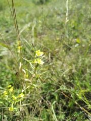 Odontites glutinosus