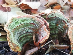 Stereum insignitum