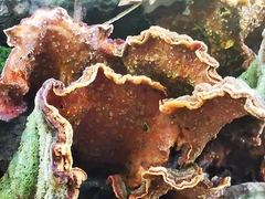 Stereum insignitum