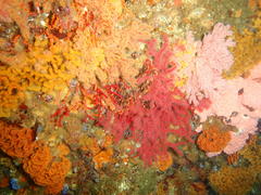 Melithaea rubra