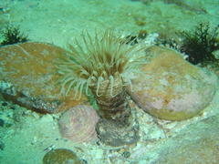 Ceriantheopsis austroafricanus