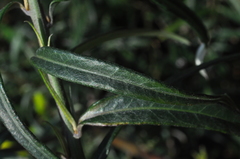 Lepidaploa balansae