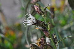 Lepidaploa balansae