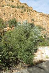 Salix mucronata mucronata