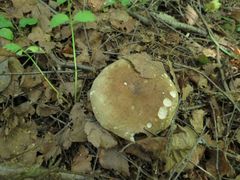 Russula adusta