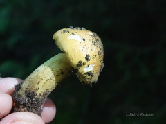 Tricholoma frondosae