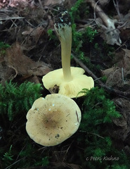 Tricholoma frondosae