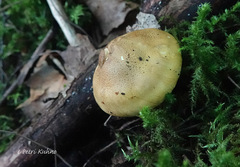 Tricholoma frondosae