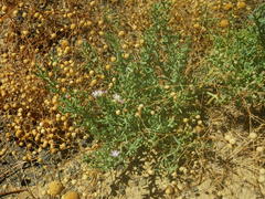Juncea