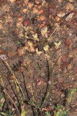 Pelargonium radulifolium