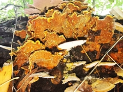 Stereum insignitum