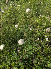 Cephalaria leucantha