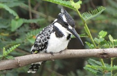 Grey Go-away-bird (Zambia birds) · iNaturalist