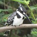 Pied Kingfisher - Photo (c) yoyolgo, some rights reserved (CC BY-NC)