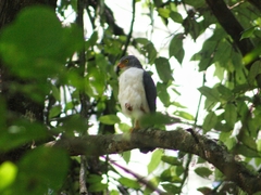 Leucopternis semiplumbeus