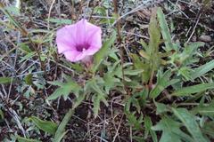 Ipomoea oenotherae
